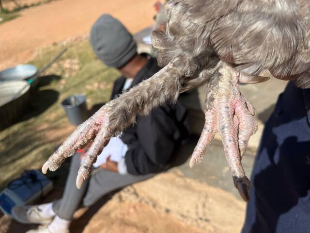 Field work photo 96