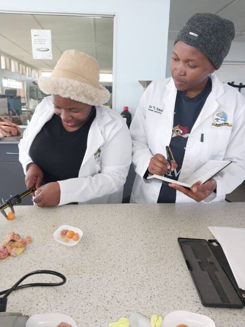 Ms Hlokoe and Ms Mothiba determining ovarian follicle morphology