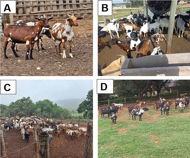 Characterisation of livestock